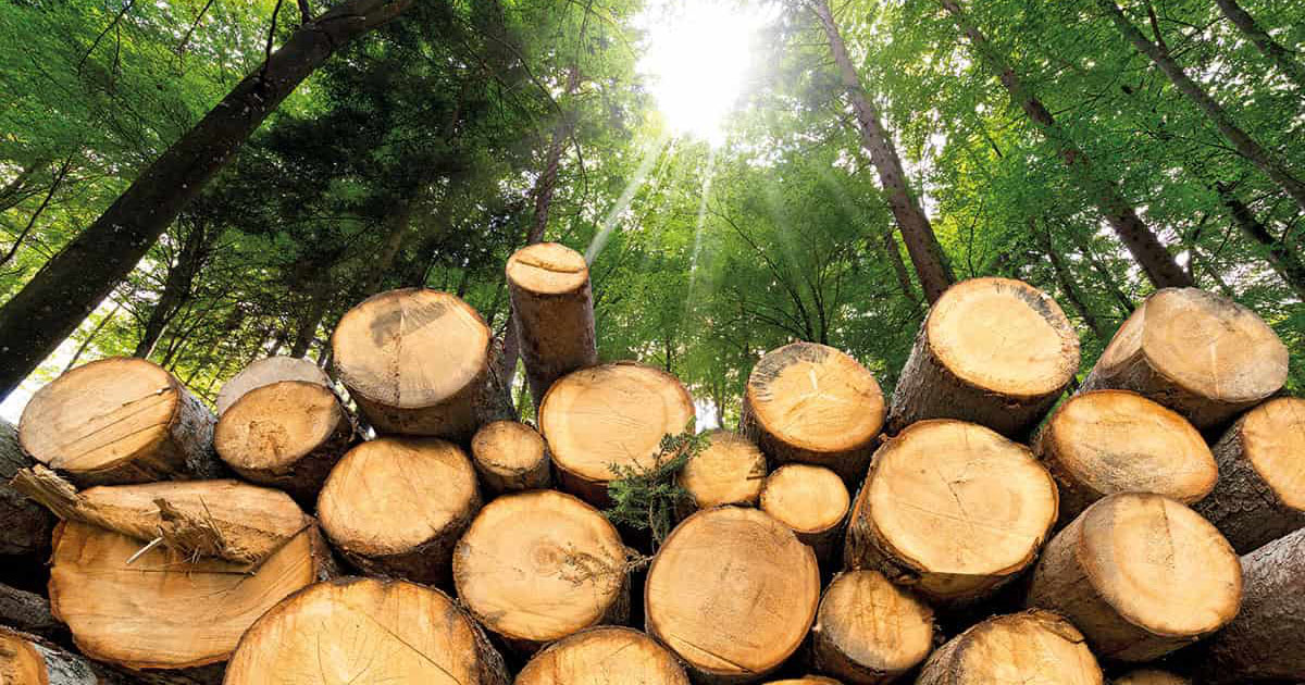 Biomass: An Underdeveloped Energy Source