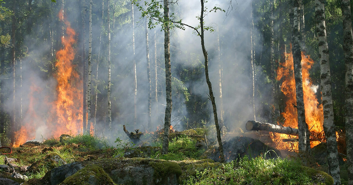 How Wildfires Impact the California Energy Sector